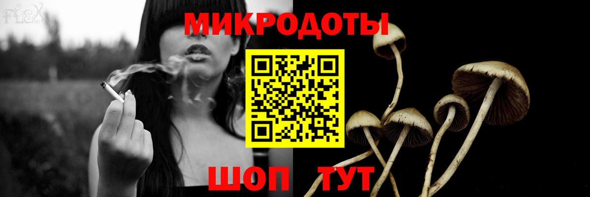 Псилоцибиновые грибы Psilocybe Вязники